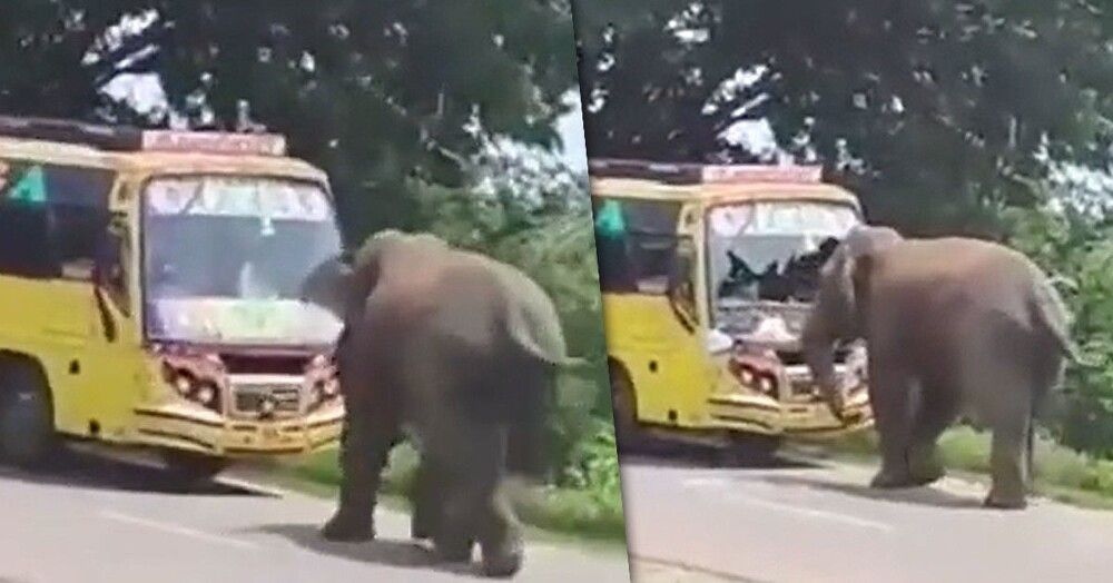 Индия нападения. Агрессия слонов видео.