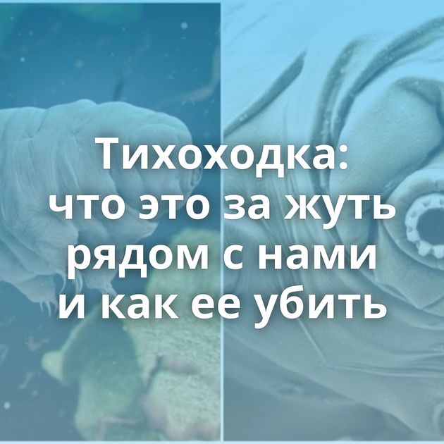 Тихоходка: что это за жуть рядом с нами и как ее убить