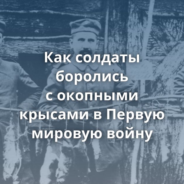 Как солдаты боролись с окопными крысами в Первую мировую войну