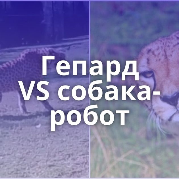 Гепард VS собака-робот