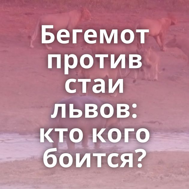 Бегемот против стаи львов: кто кого боится?
