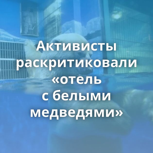 Активисты раскритиковали «отель с белыми медведями»