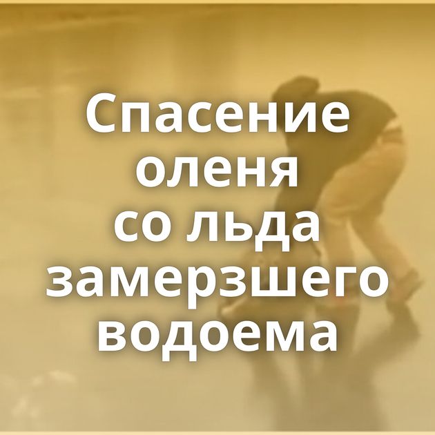 Спасение оленя со льда замерзшего водоема
