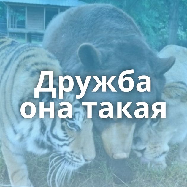 Дружба она такая