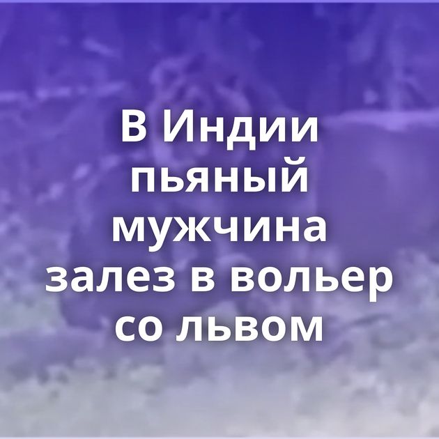 В Индии пьяный мужчина залез в вольер со львом