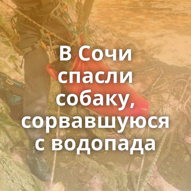 В Сочи спасли собаку, сорвавшуюся с водопада