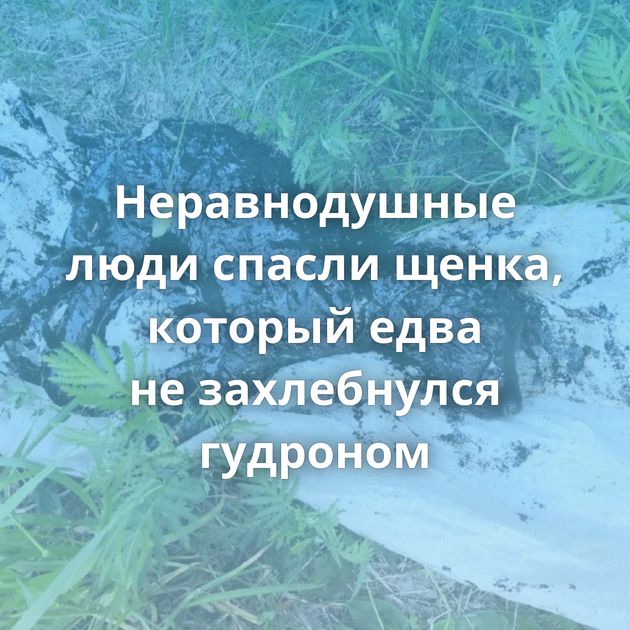 Неравнодушные люди спасли щенка, который едва не захлебнулся гудроном