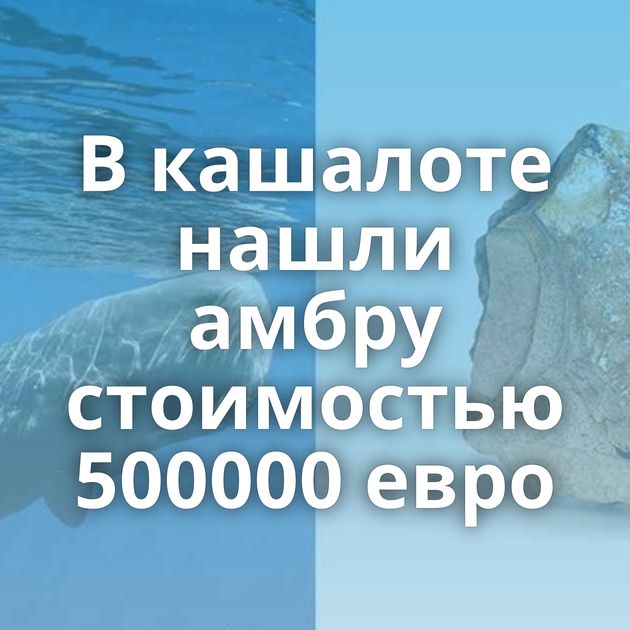 В кашалоте нашли амбру стоимостью 500000 евро