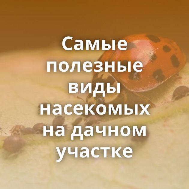 Самые полезные виды насекомых на дачном участке