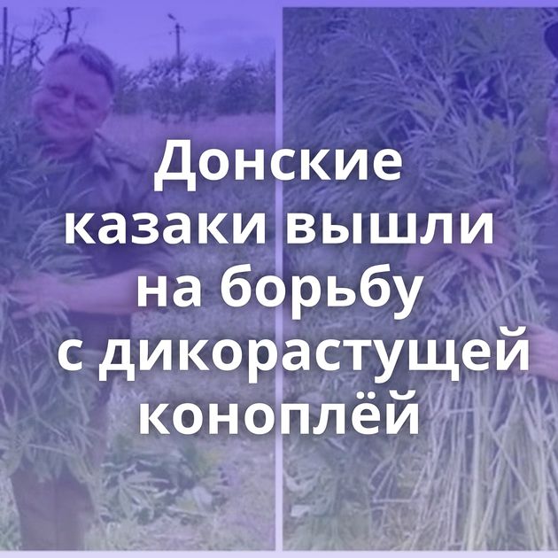 Донские казаки вышли на борьбу с дикорастущей коноплёй