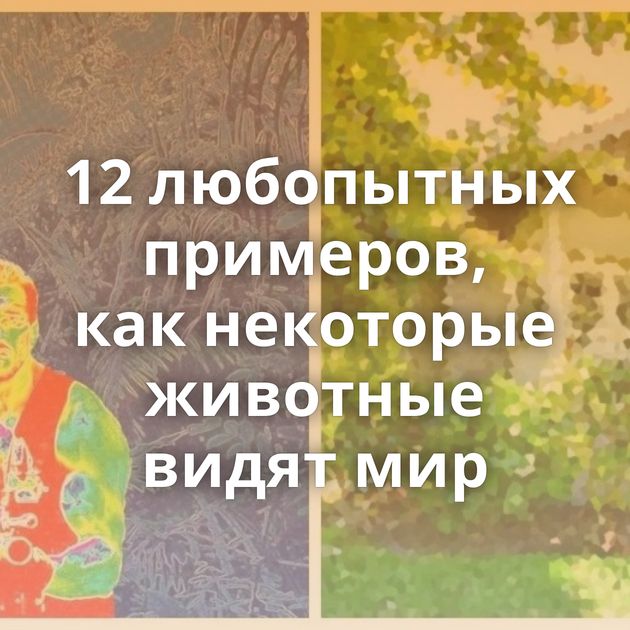 12 любопытных примеров, как некоторые животные видят мир