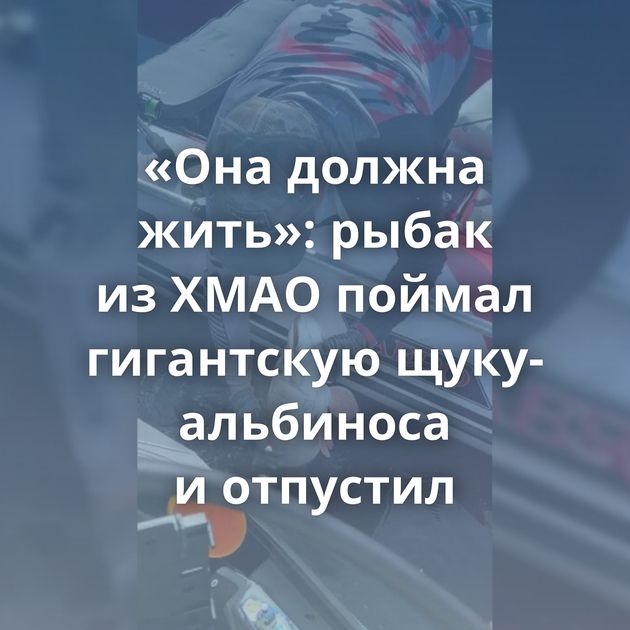 «Она должна жить»: рыбак из ХМАО поймал гигантскую щуку-альбиноса и отпустил