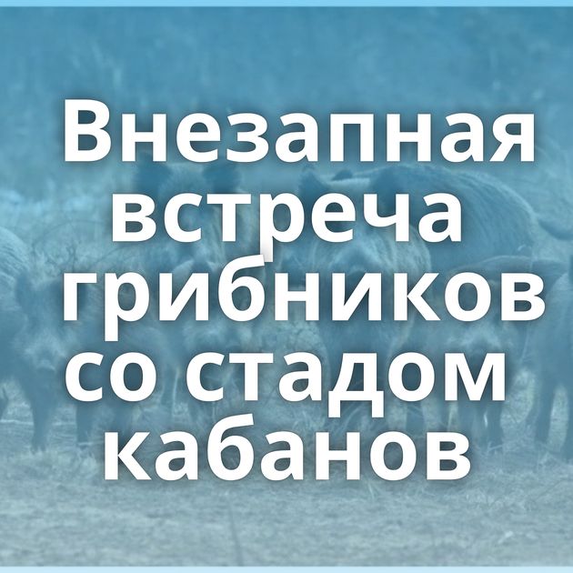 Внезапная встреча грибников со стадом кабанов