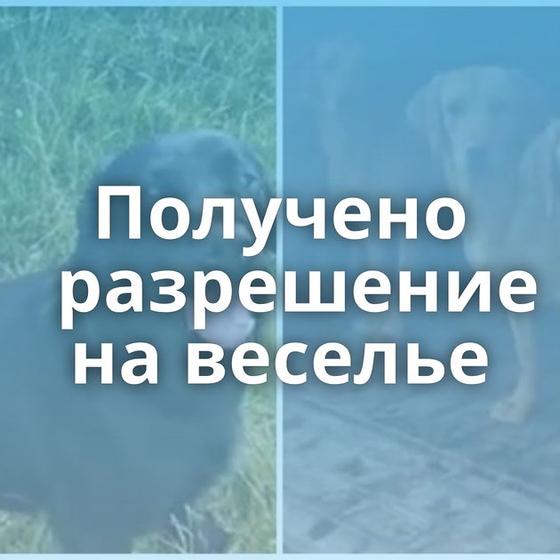 Получено разрешение на веселье
