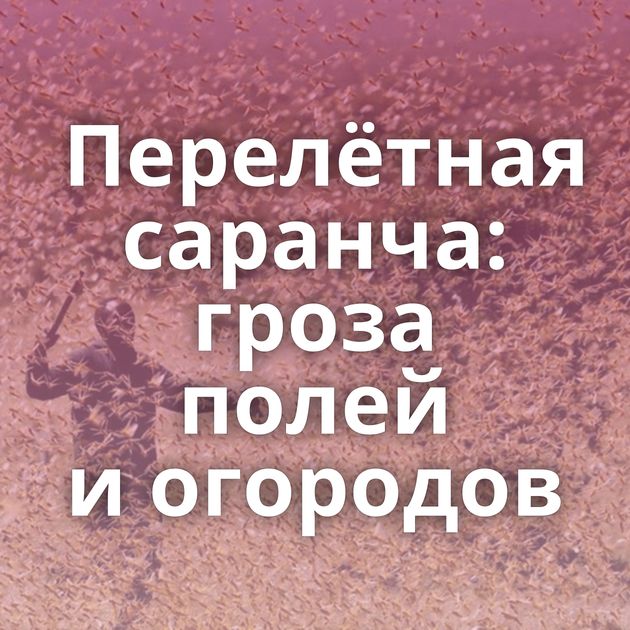 Перелётная саранча: гроза полей и огородов
