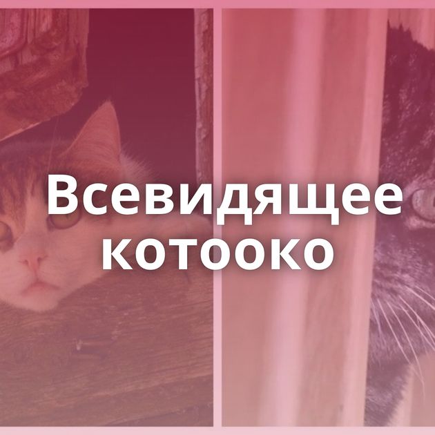 Всевидящее котооко