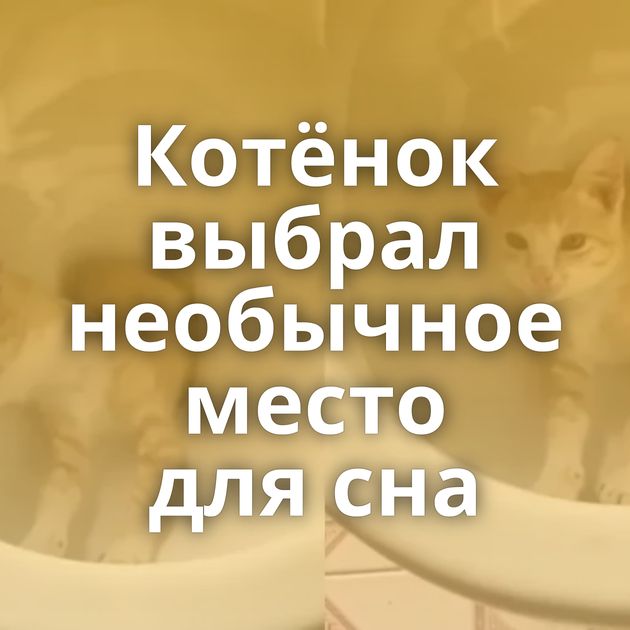 Котёнок выбрал необычное место для сна