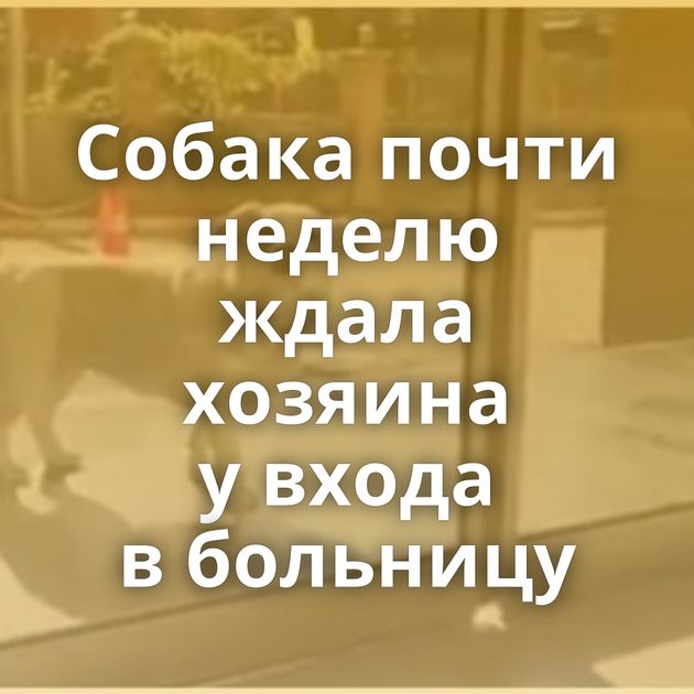 Собака почти неделю ждала хозяина у входа в больницу