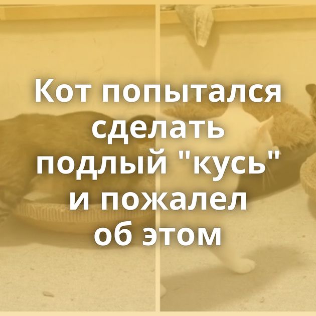 Кот попытался сделать подлый "кусь" и пожалел об этом
