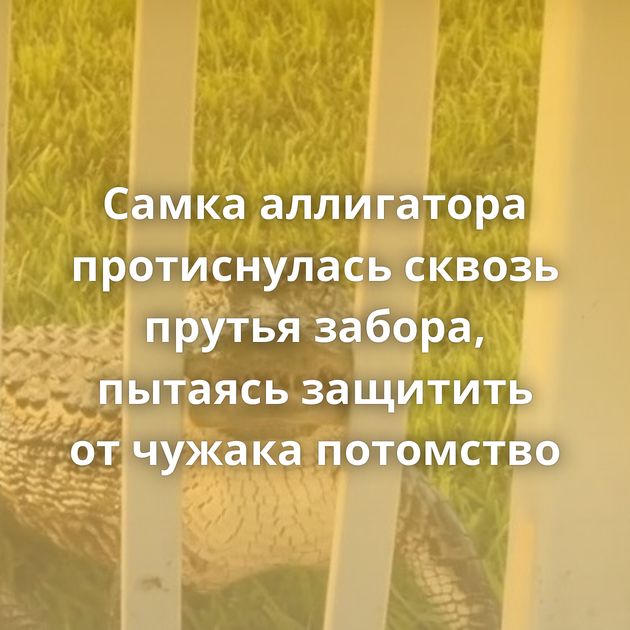 Самка аллигатора протиснулась сквозь прутья забора, пытаясь защитить от чужака потомство