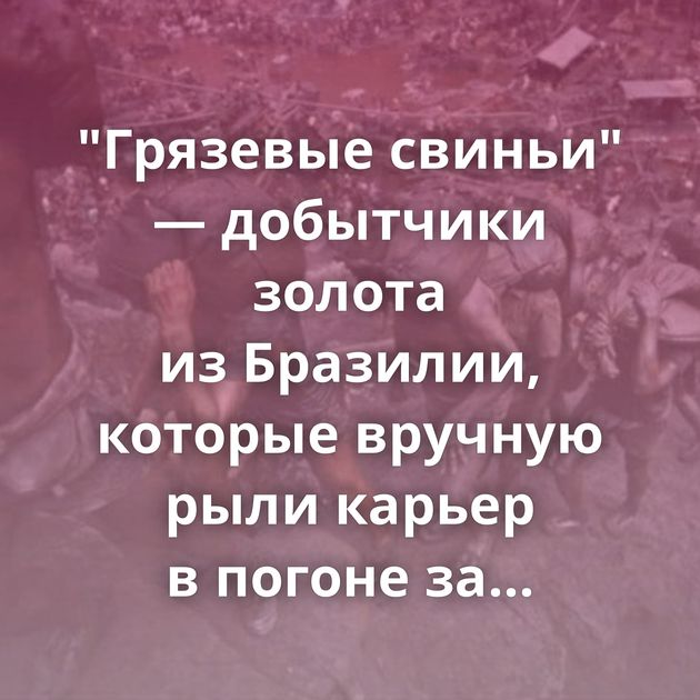 "Грязевые свиньи" — добытчики золота из Бразилии, которые вручную рыли карьер в погоне за благородным…