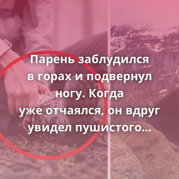 Парень заблудился в горах и подвернул ногу. Когда уже отчаялся, он вдруг увидел пушистого…