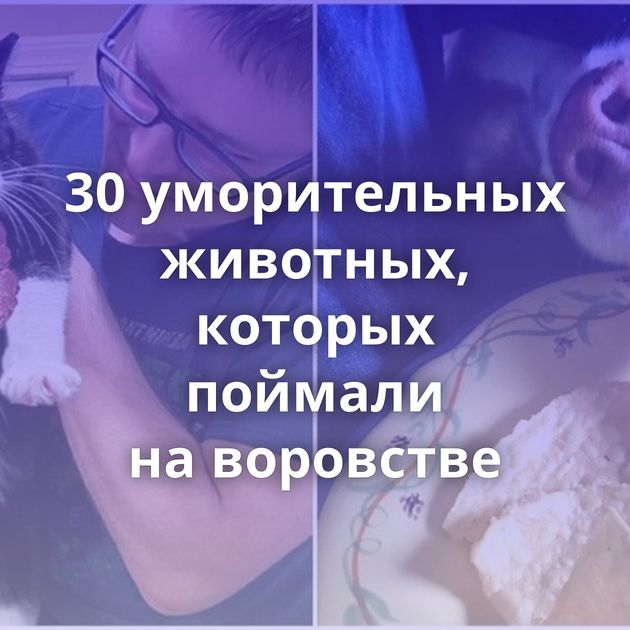 30 уморительных животных, которых поймали на воровстве