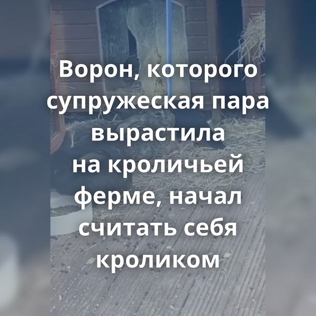Ворон, которого супружеская пара вырастила на кроличьей ферме, начал считать себя кроликом