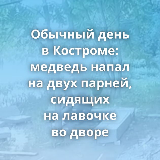 Обычный день в Костроме: медведь напал на двух парней, сидящих на лавочке во дворе