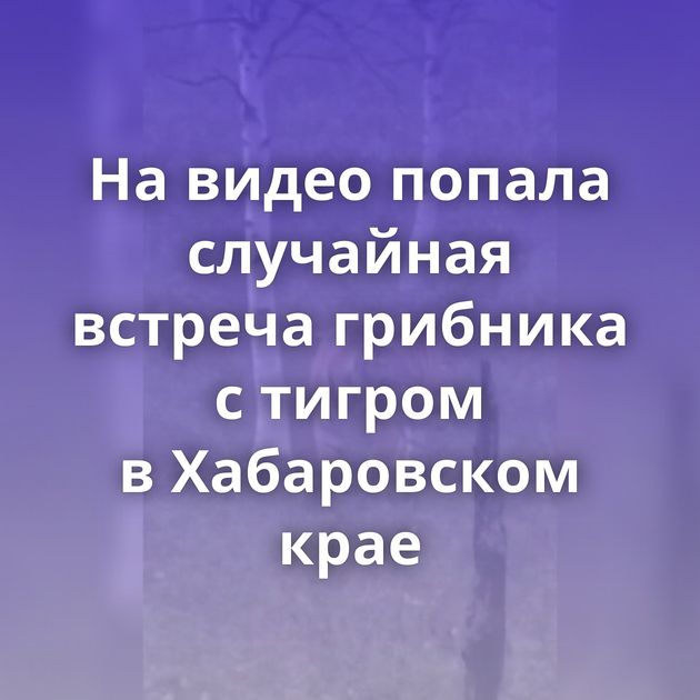 На видео попала случайная встреча грибника с тигром в Хабаровском крае