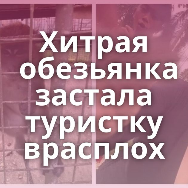 Хитрая обезьянка застала туристку врасплох