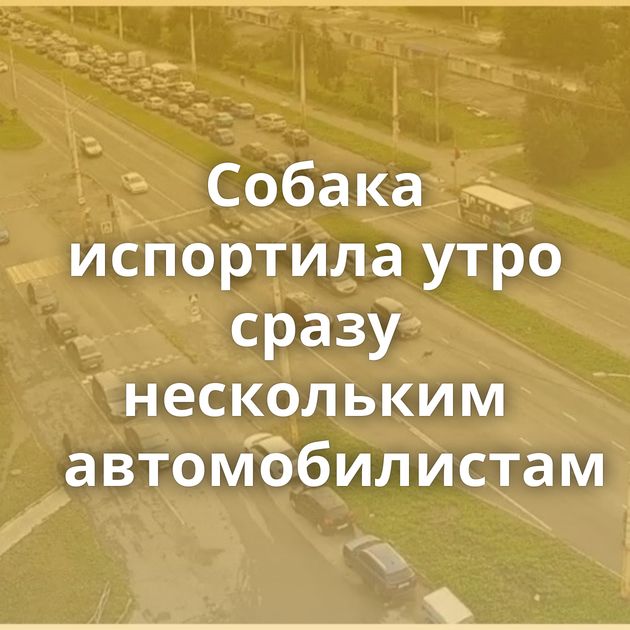 Собака испортила утро сразу нескольким автомобилистам
