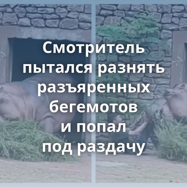 Смотритель пытался разнять разъяренных бегемотов и попал под раздачу