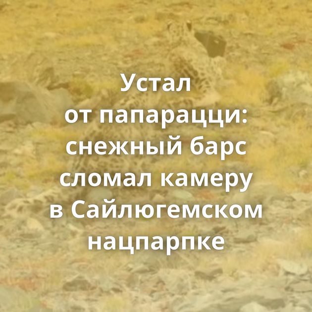 Устал от папарацци: снежный барс сломал камеру в Сайлюгемском нацпарпке