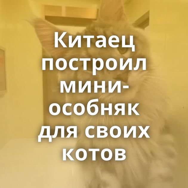 Китаец построил мини-особняк для своих котов