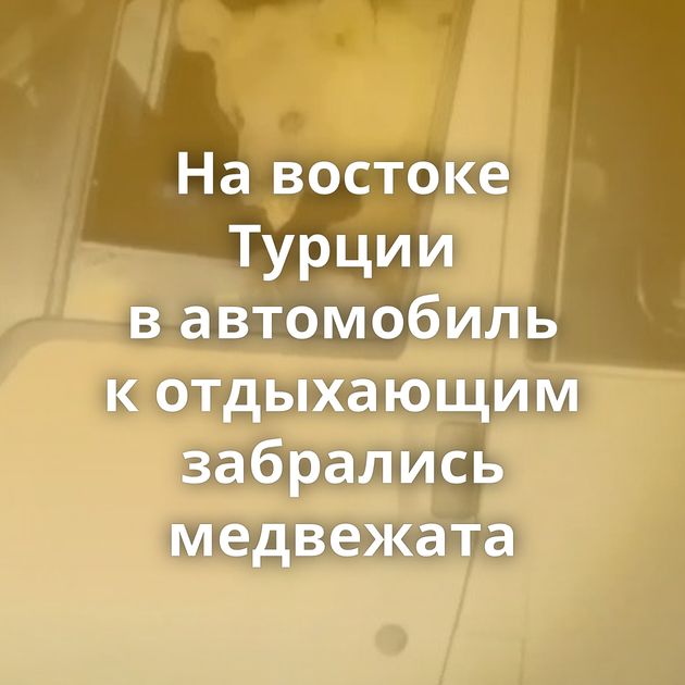 На востоке Турции в автомобиль к отдыхающим забрались медвежата