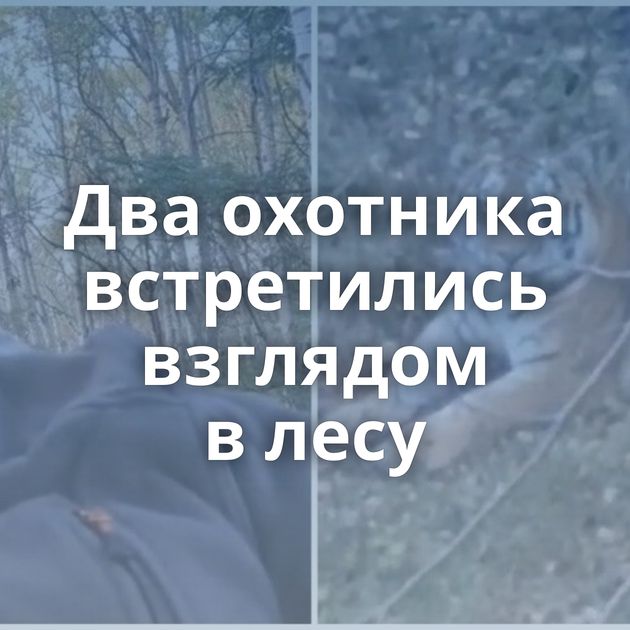 Два охотника встретились взглядом в лесу