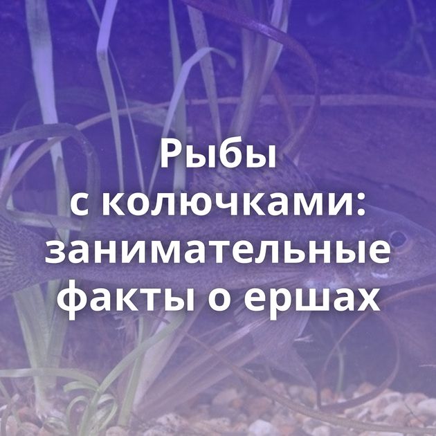 Рыбы с колючками: занимательные факты о ершах