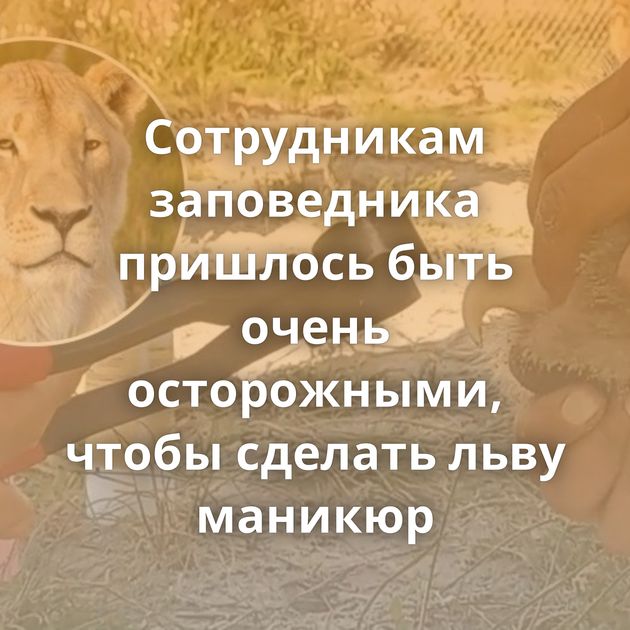 Сотрудникам заповедника пришлось быть очень осторожными, чтобы сделать льву маникюр