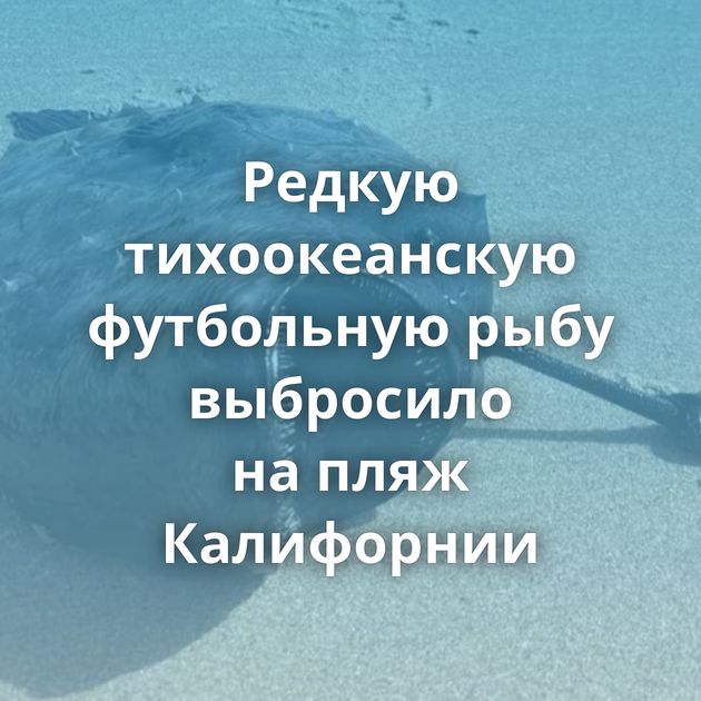 Редкую тихоокеанскую футбольную рыбу выбросило на пляж Калифорнии