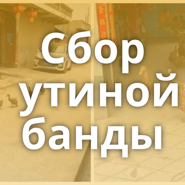 Сбор утиной банды