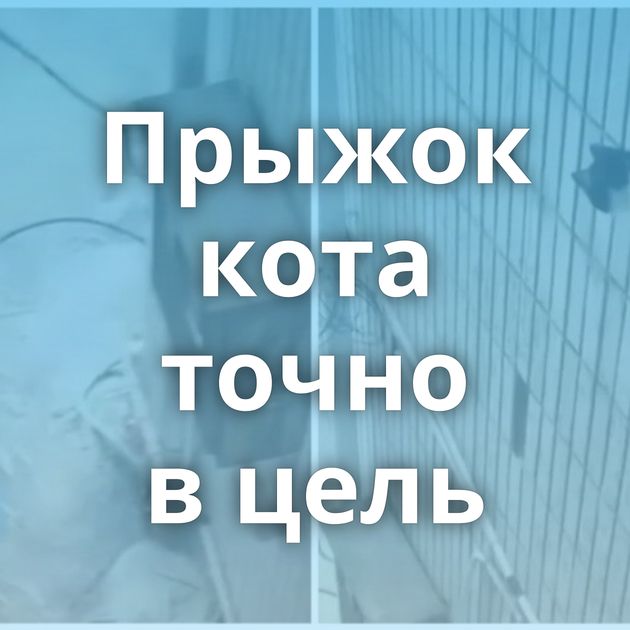 Прыжок кота точно в цель