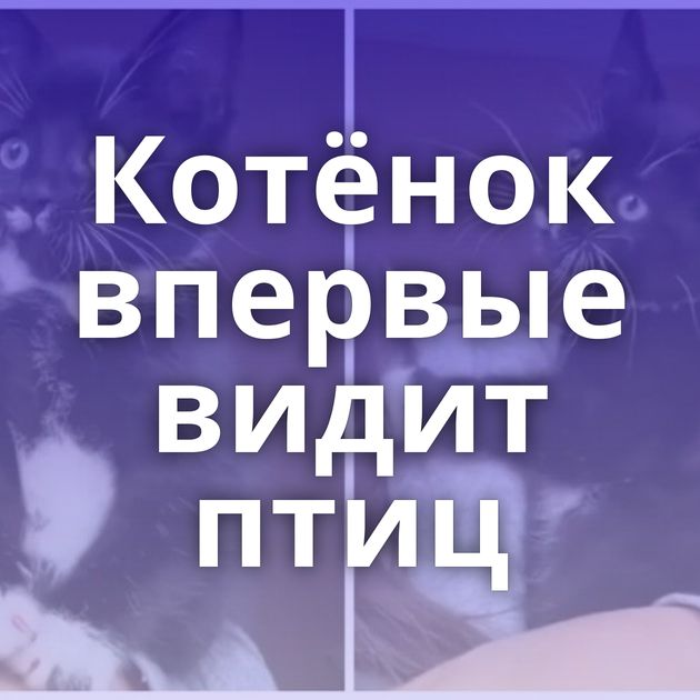 Котёнок впервые видит птиц
