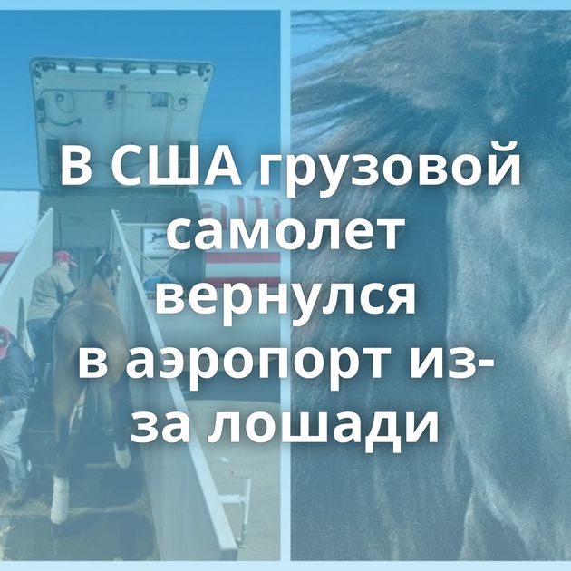 В США грузовой самолет вернулся в аэропорт из-за лошади