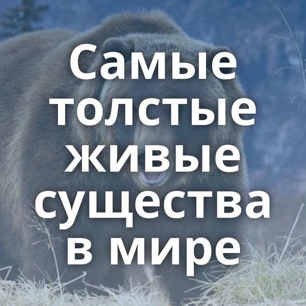 Самые толстые живые существа в мире