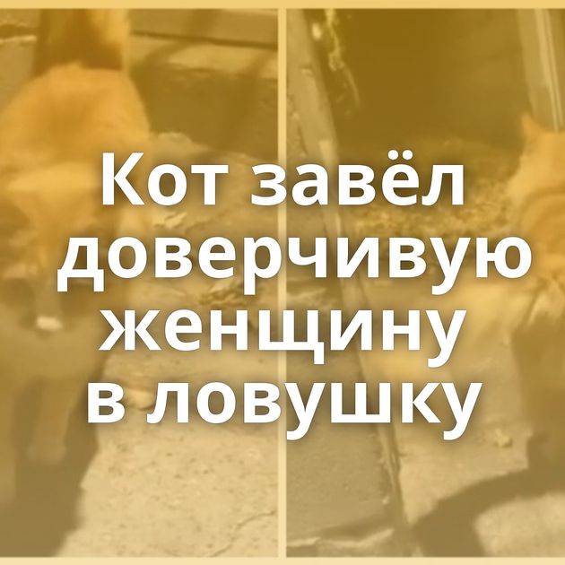Кот завёл доверчивую женщину в ловушку