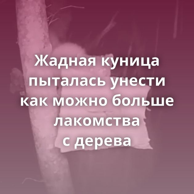 Жадная куница пыталась унести как можно больше лакомства с дерева