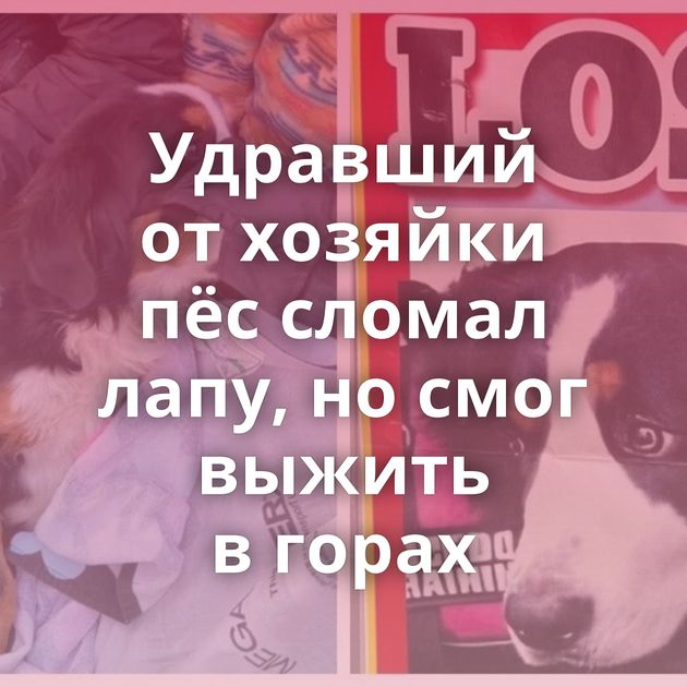 Удравший от хозяйки пёс сломал лапу, но смог выжить в горах