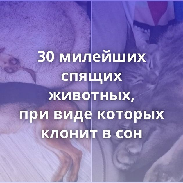 30 милейших спящих животных, при виде которых клонит в сон