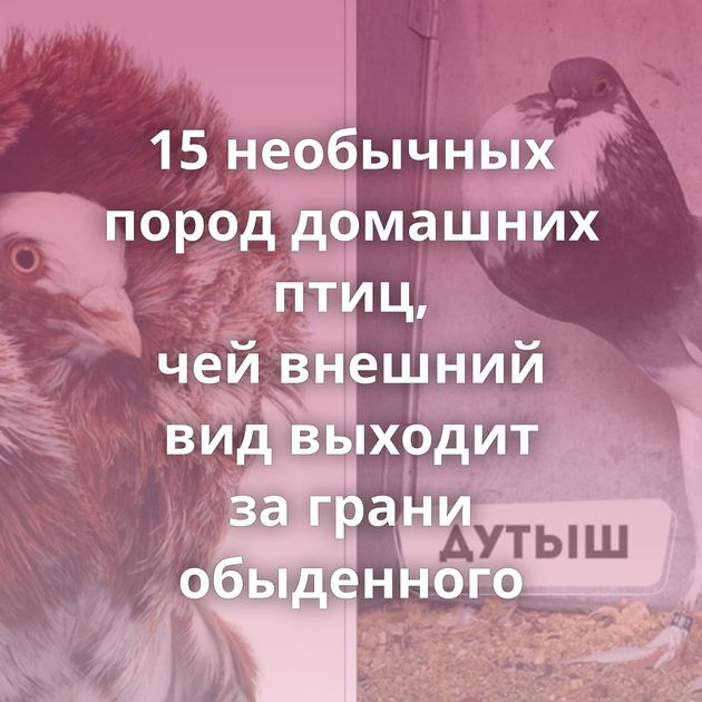 15 необычных пород домашних птиц, чей внешний вид выходит за грани обыденного